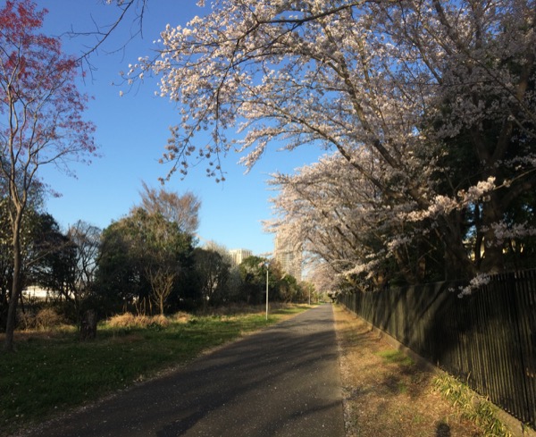 柏の葉高校脇の桜並木です。