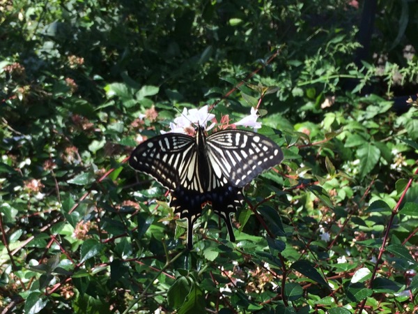 上野公園の蝶。