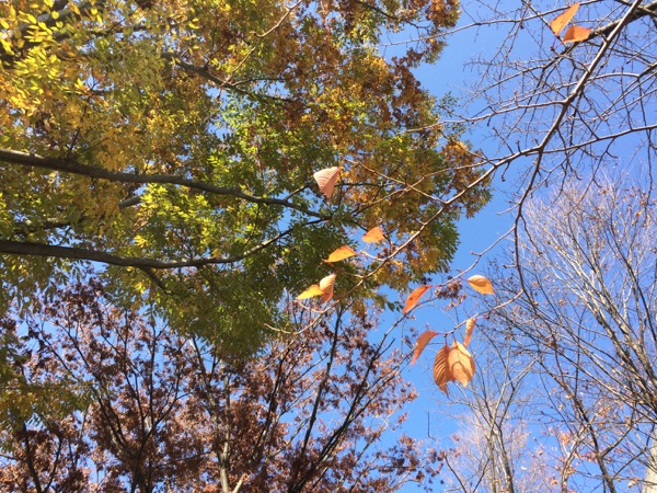 朝日に輝く秋の木々。