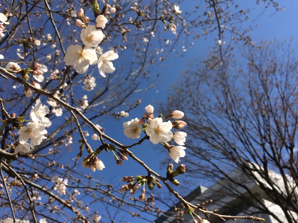 青天と桜。