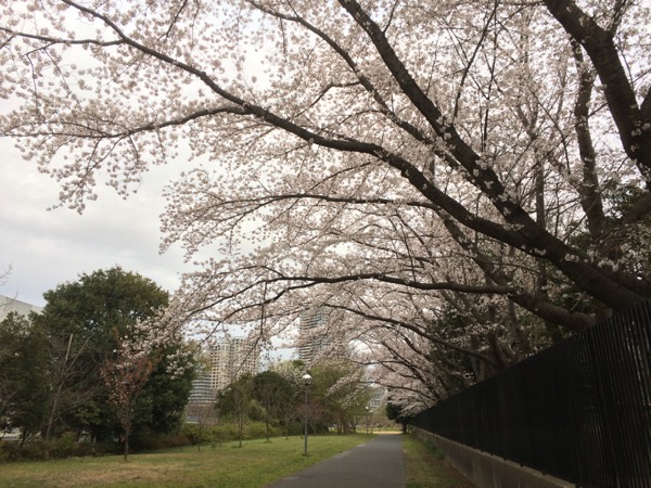 花冷えの桜並木。