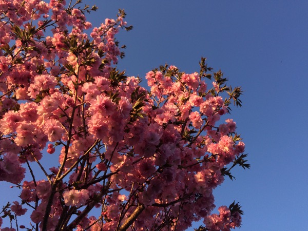 夕焼けに燃える八重桜。