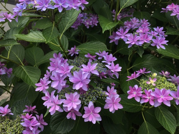 道でみかけた紫陽花の花。