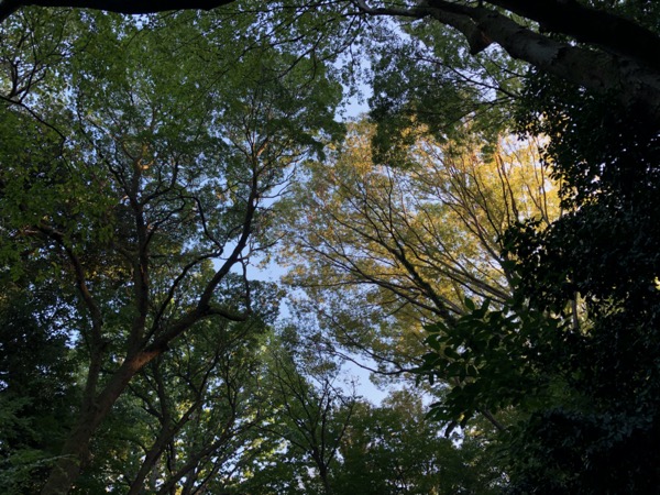 夕暮れの三四郎池の森。