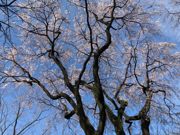 早咲きの枝垂れ桜。