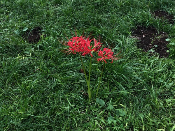 芝生と曼珠沙華の花。