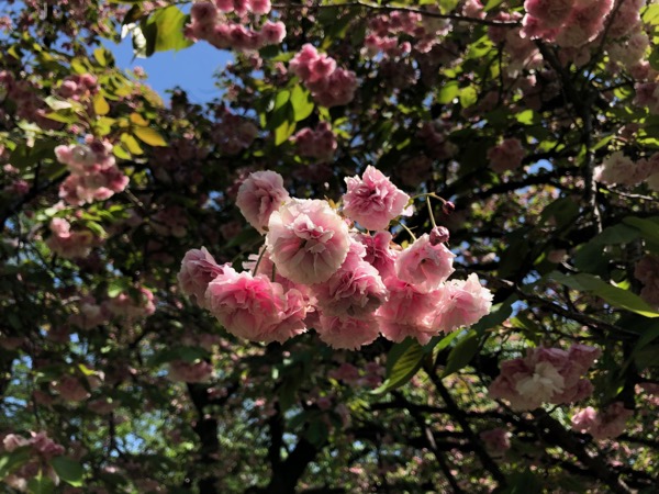 陽の光を受ける八重桜。
