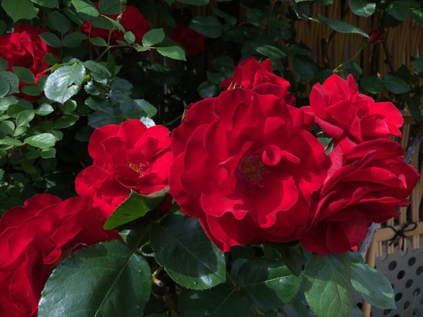 深紅の薔薇。