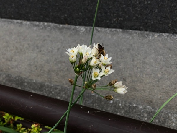 路傍の花と蜜蜂。