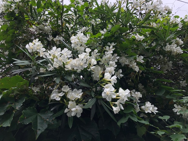 白い夾竹桃の花。