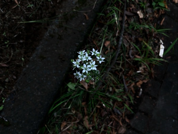 路傍の花。