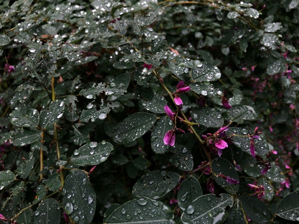 雨に濡れる萩の花。