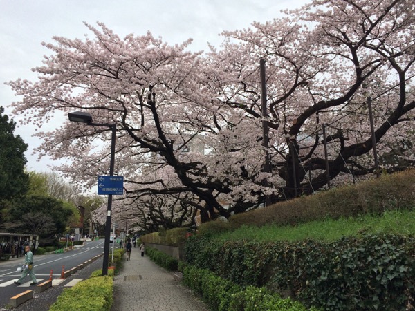 大学病院前の桜並木です。