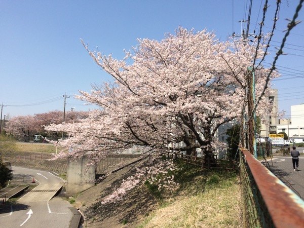 遅咲きの桜の大木。
