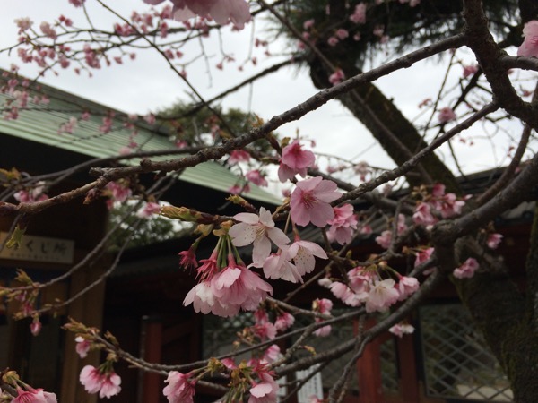 根津神社の早咲きの桜。