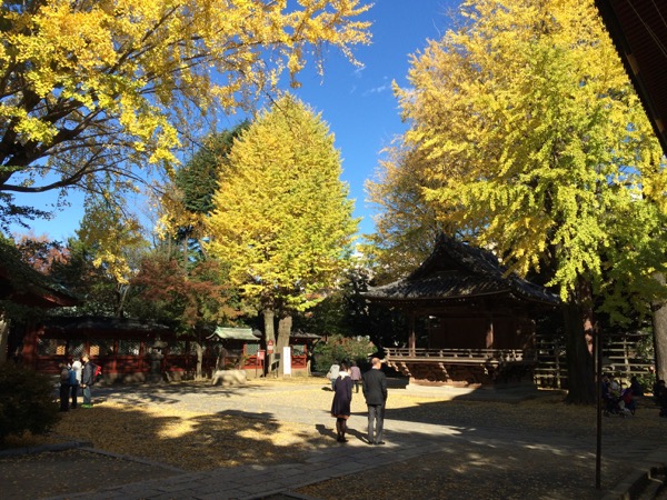 根津神社の黄葉。
