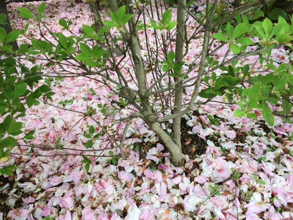地面が八重桜の花弁で絨毯に。