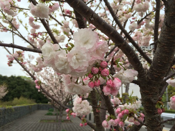 柏は八重桜の季節になりました。