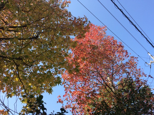 柏の葉の紅葉。
