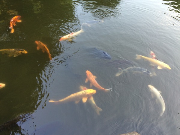 三四郎池の鯉。