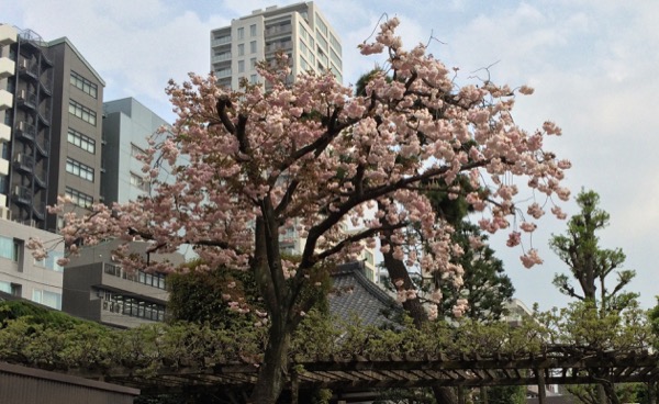 街のお寺の八重桜。