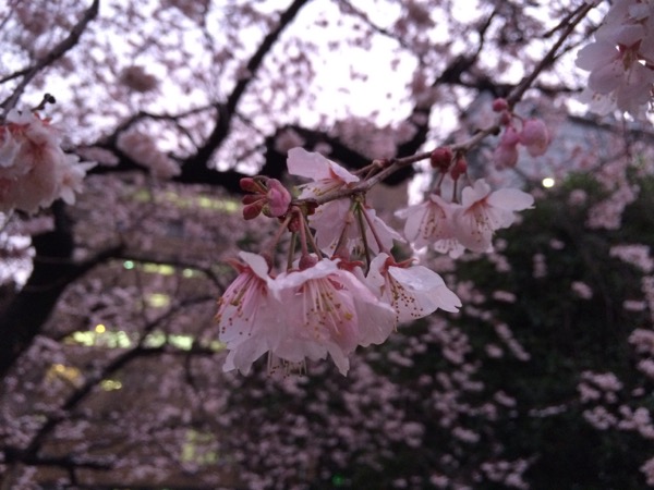 早咲きの桜。