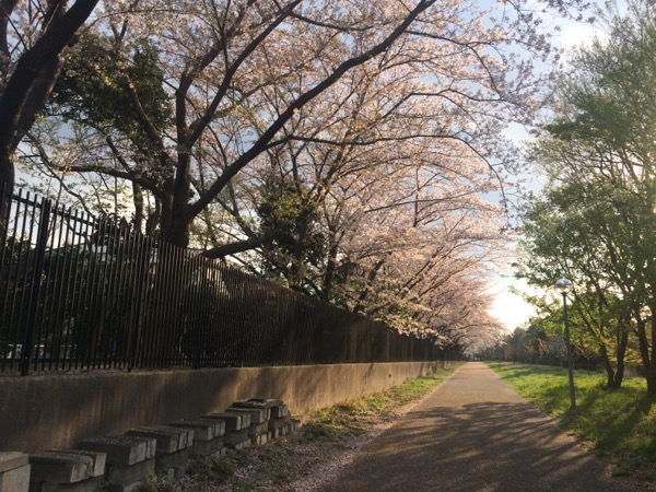 桜並木に夕日があたります。