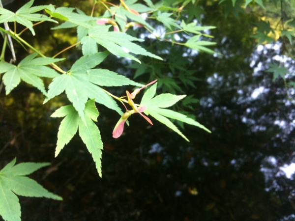 三四郎池の楓とその若い種