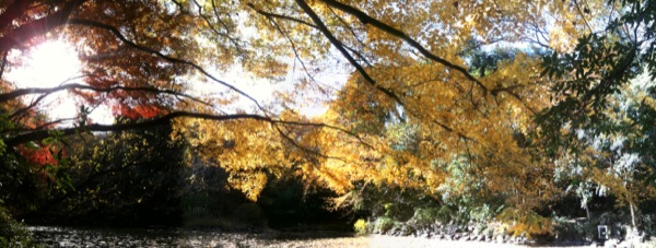 三四郎池の紅葉。