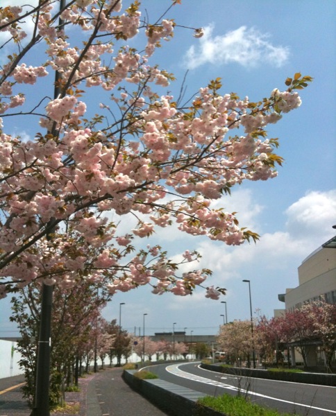 キャンパス駅前の八重桜並木です