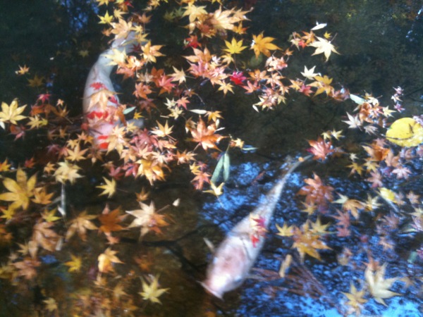 池の紅葉と鯉。