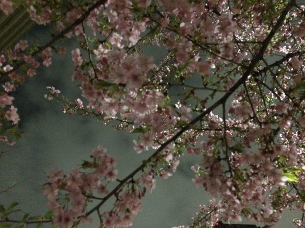 夜の河津桜。