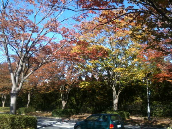 街路樹は紅葉の盛りか。
