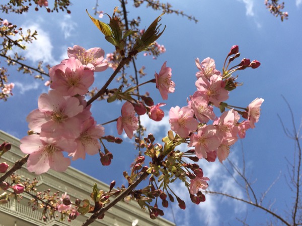 河津桜が五分咲きに。