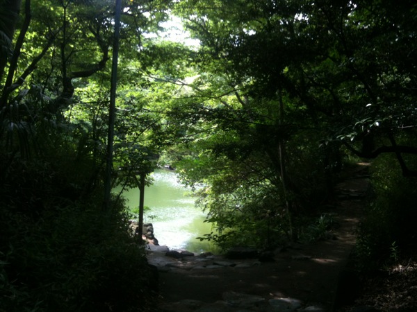 真夏の三四郎池。