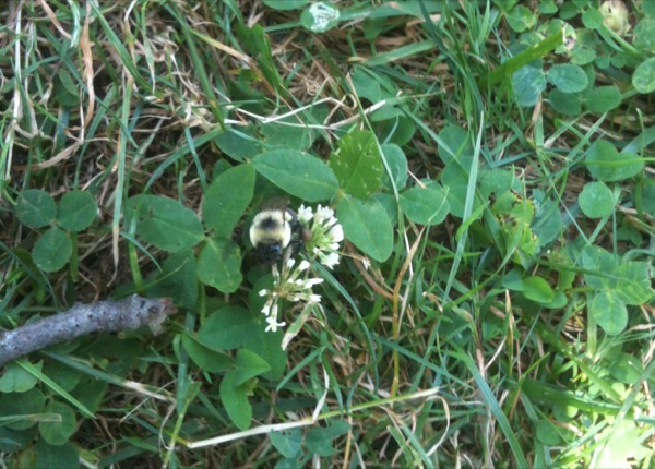 蜜蜂が芝生の白詰草に。