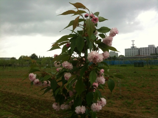 健気に咲いている八重桜の若木。
