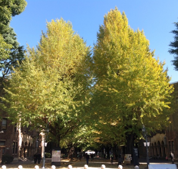 色づき始めた大学の銀杏並木。