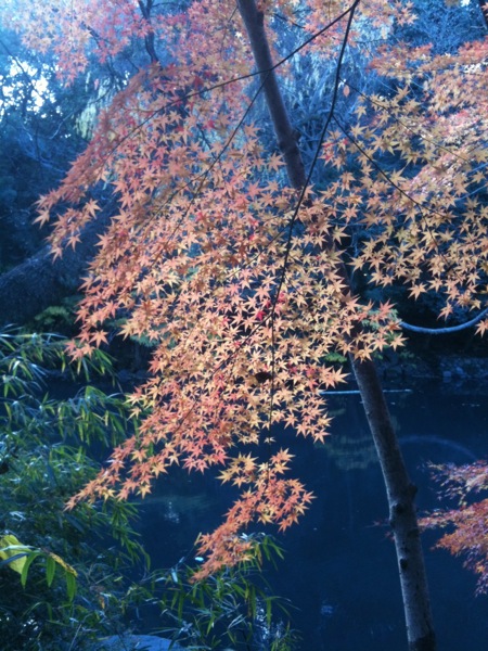 三四郎池は、紅葉のところまで廻るとこのように。
