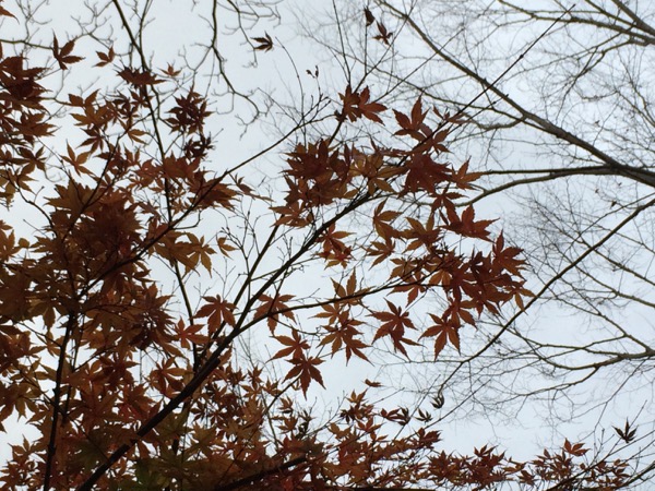 曇天に、残った紅葉。