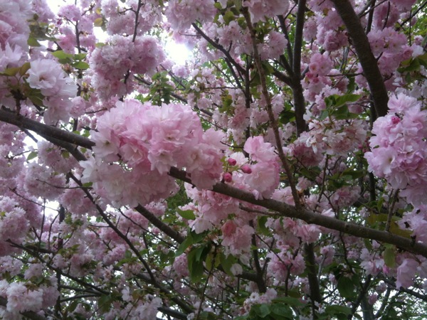 柏はまだ八重桜が満開です。