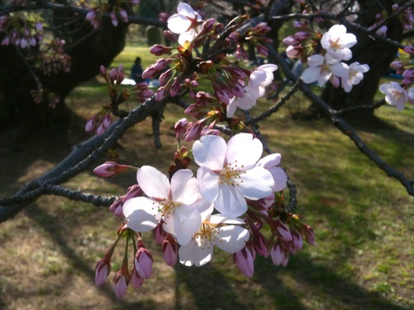 植物園の桜。