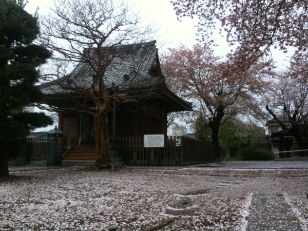 雨に桜が散ります。