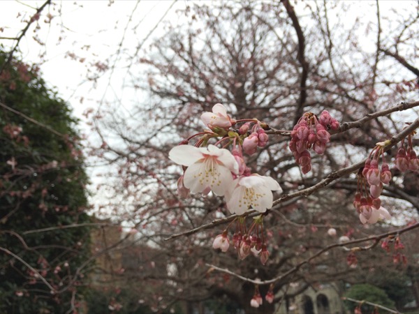 大学にも早咲きの桜が。