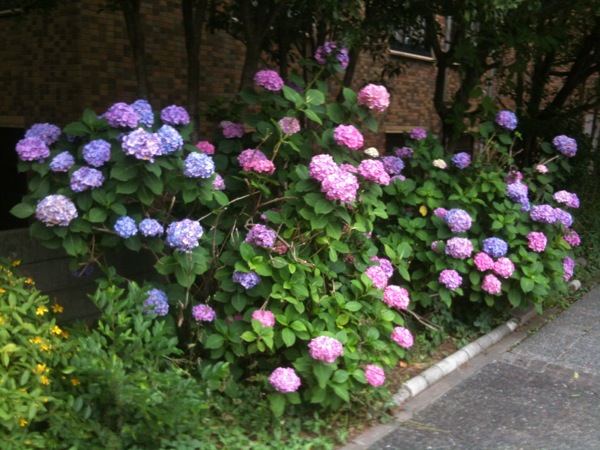 色とりどりの紫陽花。