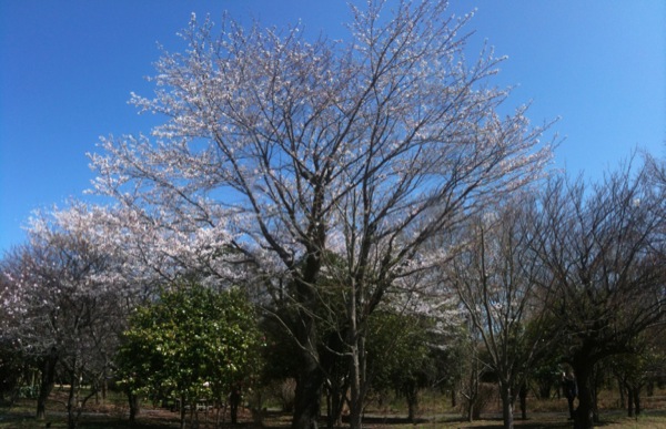 柏キャンパスの桜の大木。