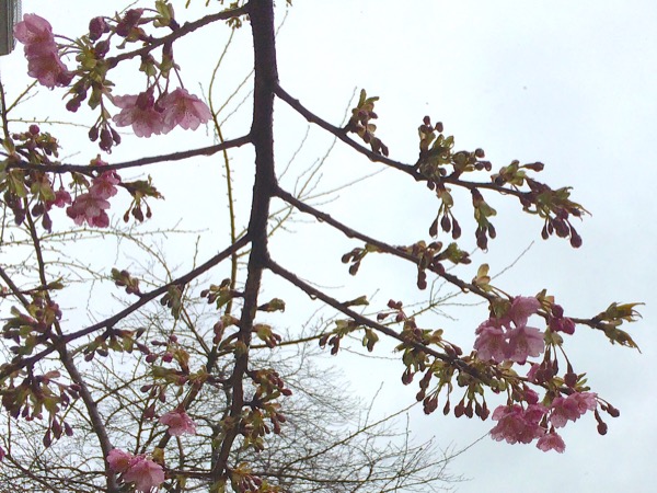 咲き始めた河津桜。